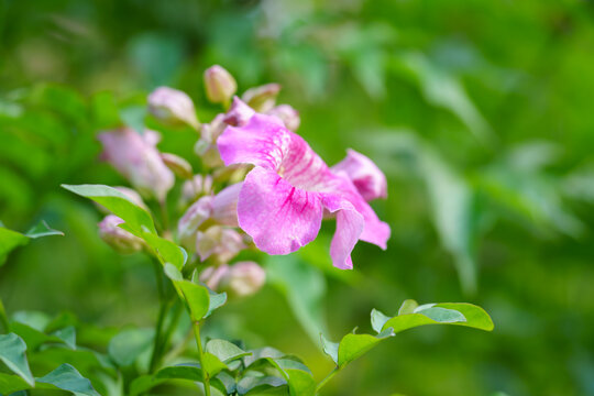 粉红色开花植物非洲凌霄