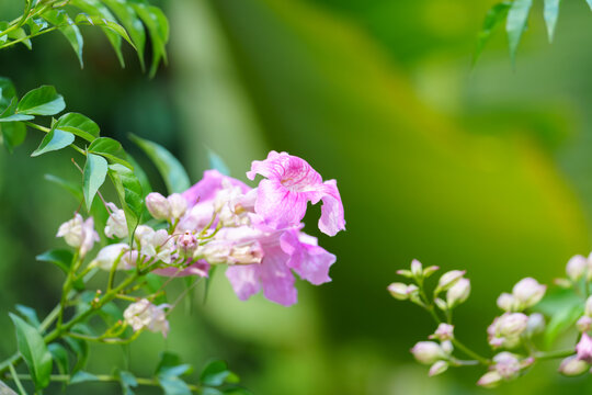 粉红色开花植物非洲凌霄