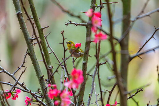 吃花蜜的灰腹绣眼鸟