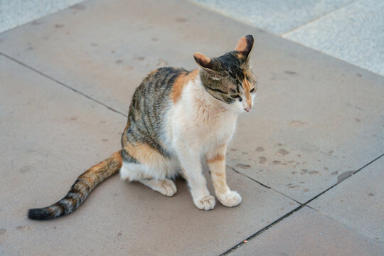 猫在户外的特写镜头