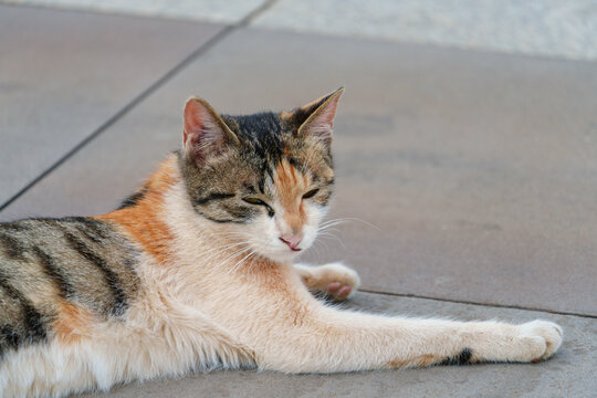 猫在户外的特写镜头