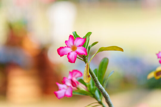 粉红色开花植物沙漠玫瑰