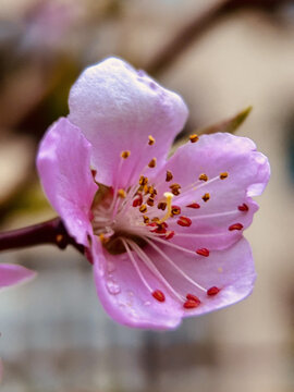 桃花开了