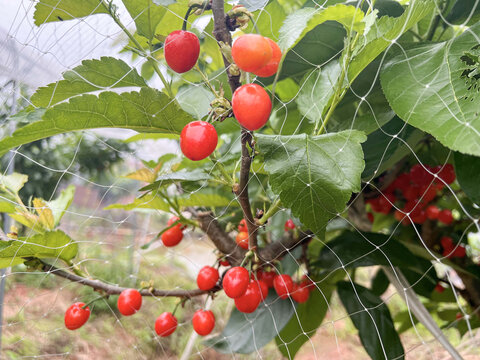 樱桃种植园