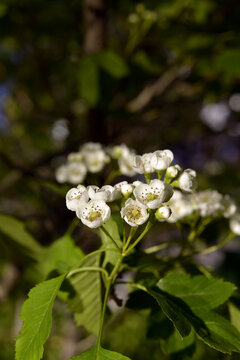 山楂花