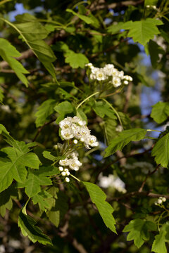 山楂花