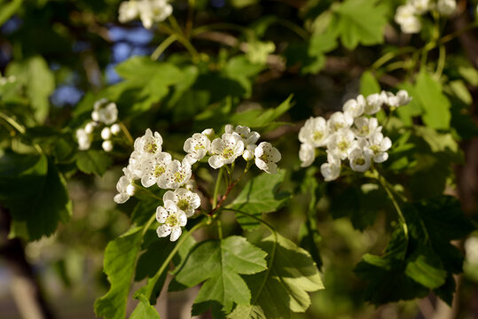 山楂花