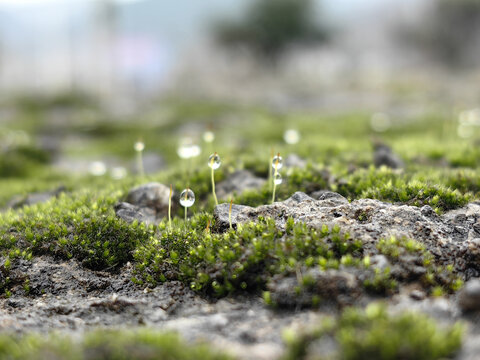 微观苔藓