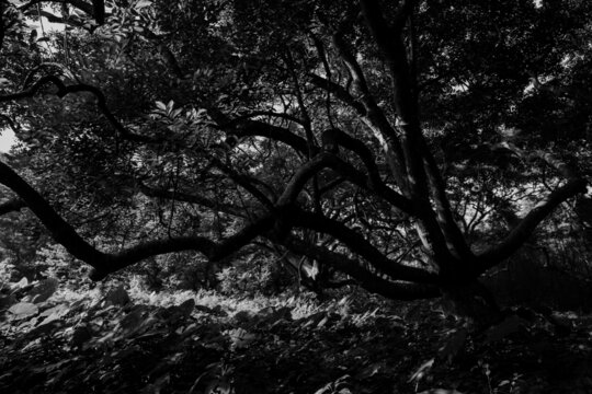 黑白乌榄树