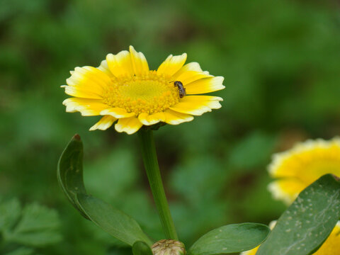一只蜜蜂在南茼蒿花朵上采蜜