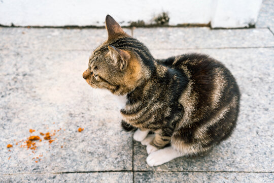 中华田园猫