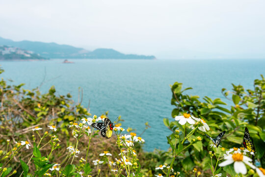 蝴蝶小白花蓝色大海山海风景