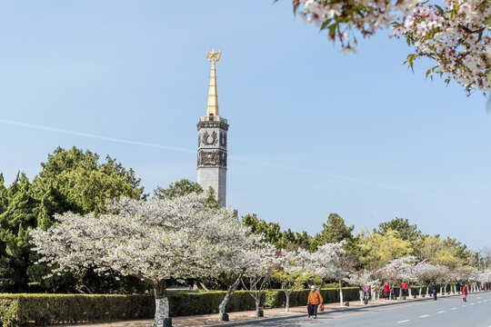 旅顺樱花大道　