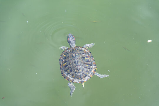 湖中乌龟的高角度视图