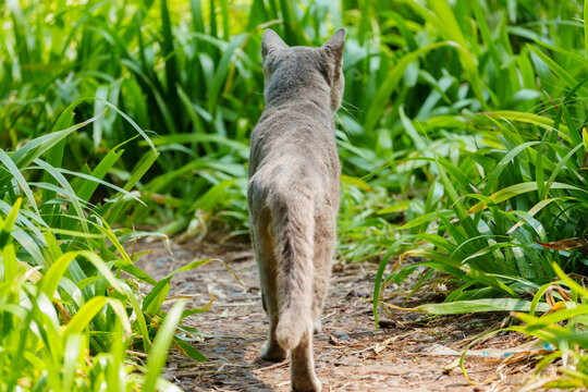 猫在户外行走的后视图