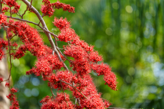 红色开花植物槭叶瓶干树