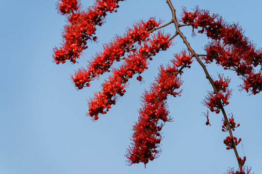 红色开花植物槭叶瓶干树