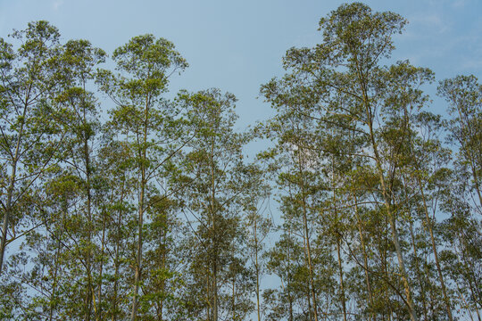 中科植物园里的园林树木景观