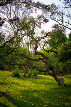中科植物园里的园林树木景观