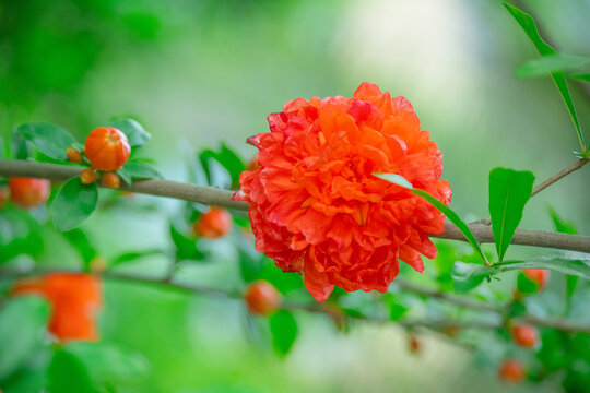 石榴花开