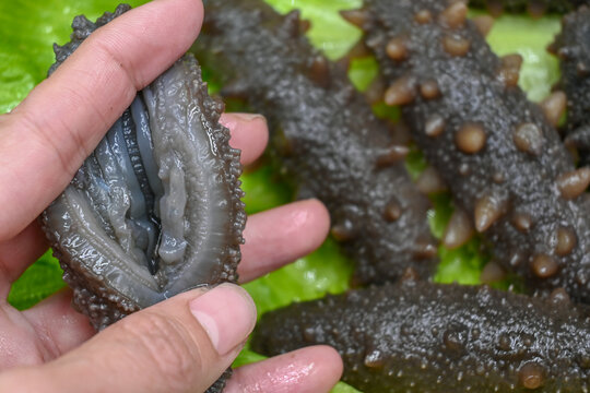 野生即食海参刺参海鲜美食