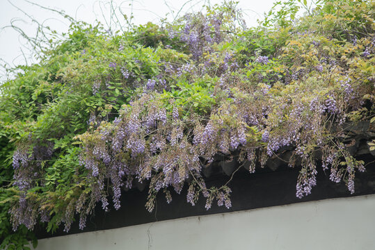 紫藤花