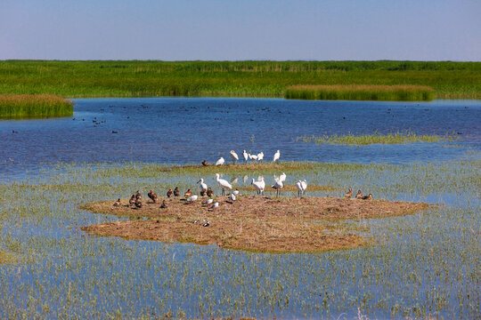 生态湿地鸟类