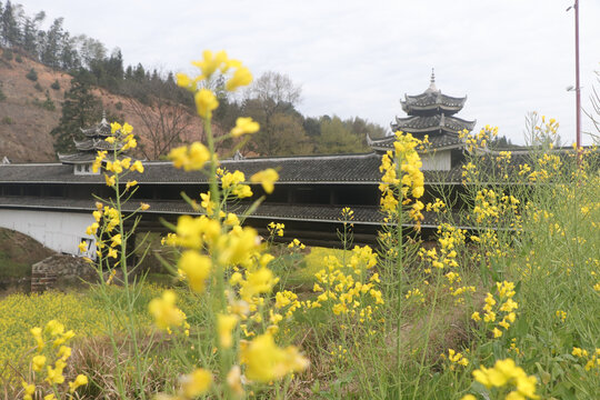 油菜花