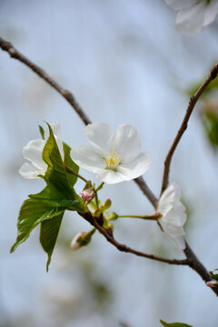 山樱花