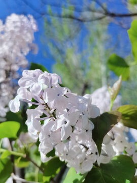 丁香花