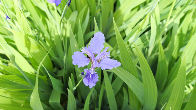 马兰花马蔺