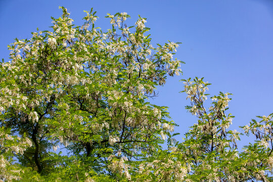 洋槐花