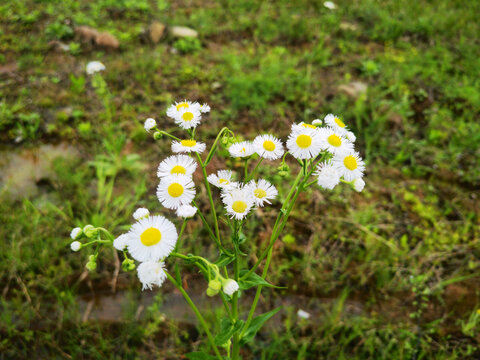 白色小雏菊野花