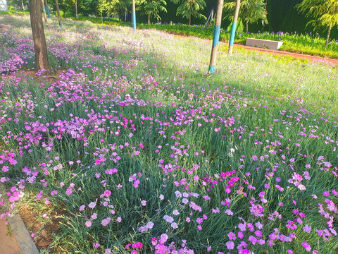 花海