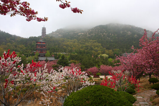 樱花节