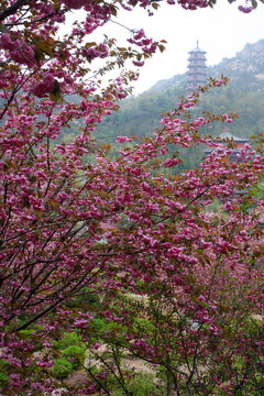 樱花树