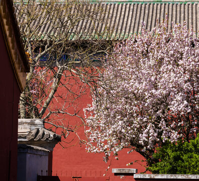 阐福寺海棠花