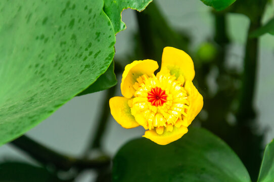 春天植物园盛开的中华萍蓬草花