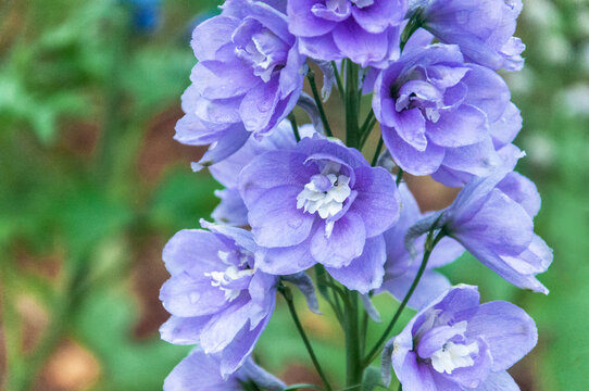 植物园盛开的蓝紫色高翠雀花