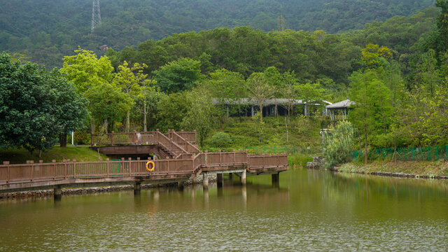 深圳簕杜鹃谷风景