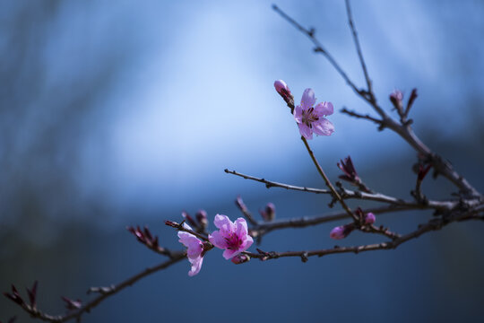 桃花