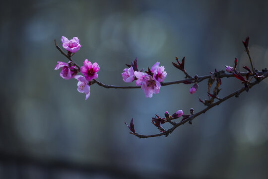 桃花