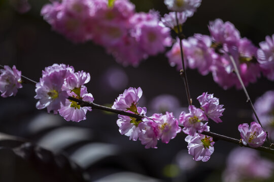 梅花