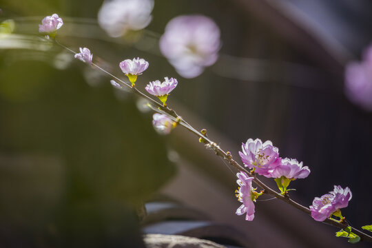 梅花