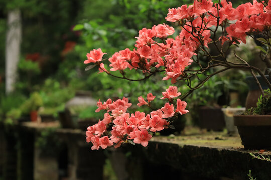 杜鹃花小盆景