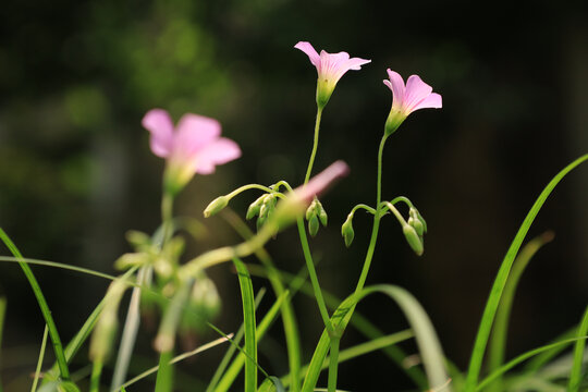 红花醡浆草