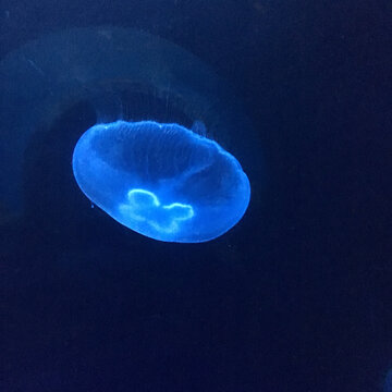垦丁海洋生物馆水母