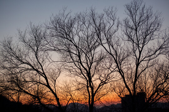 夕阳树影