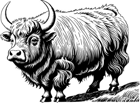 矢量牦牛插画