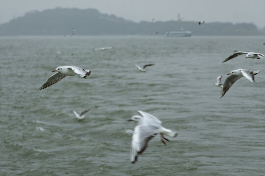 飞翔的海鸥